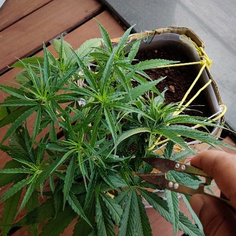 Kerala Gold growlog photo: Trimmed one 7-finger leaf from the central stem