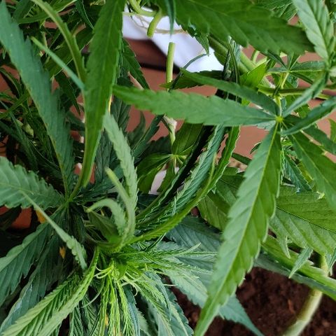 Kerala Gold growlog photo: Trimmed one 7-finger leaf from the central stem