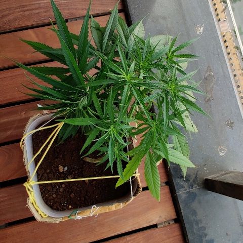Kerala Gold growlog photo: This is how I look after a little makeover😎