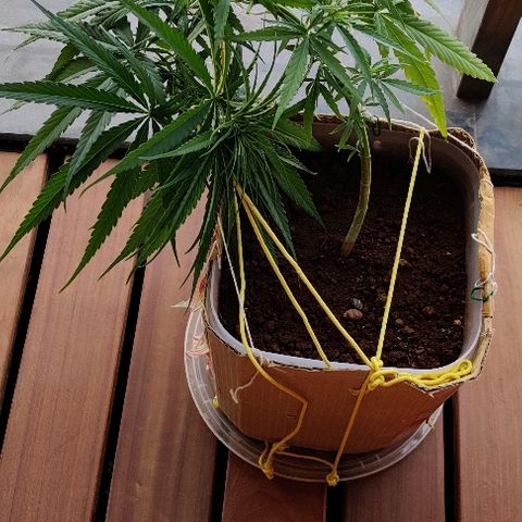 Kerala Gold growlog photo: This is how I look after a little makeover😎