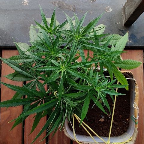 Kerala Gold growlog photo: This is how I look after a little makeover😎