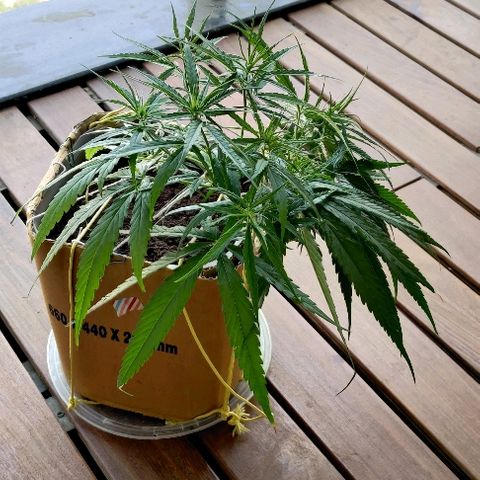 Kerala Gold growlog photo: 10 hours sleep and now in the morning I get spray feeding....should I just dance!