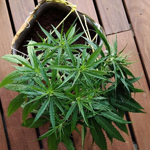 Kerala Gold growlog photo: 10 hours sleep and now in the morning I get spray feeding....should I just dance!