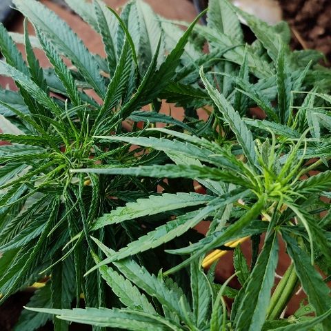 Kerala Gold growlog photo: Morning scenes after feeding!