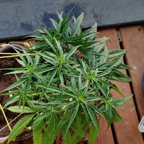 Kerala Gold growlog photo: Morning scenes after feeding!
