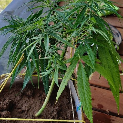 Kerala Gold growlog photo: Morning scenes after feeding!