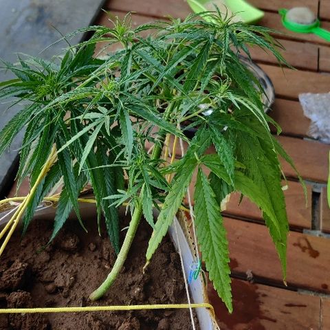 Kerala Gold growlog photo: Morning scenes after feeding!