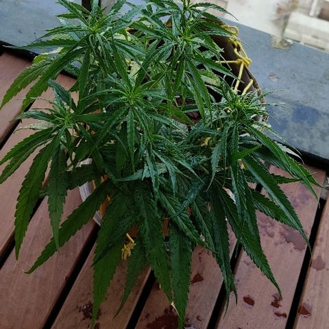 Kerala Gold growlog photo: Morning scenes after feeding!