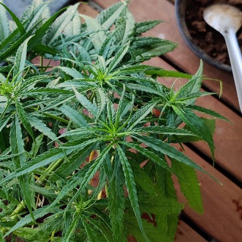 Kerala Gold growlog photo: Morning scenes after feeding!