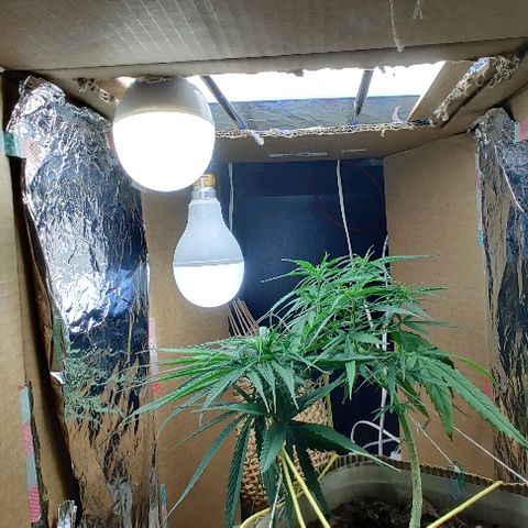 Kerala Gold growlog photo: New lights!
Total wattage increased from 80w to 100w..
2 new T-LEDs installed☺️...uniform light distribution, easy placement..