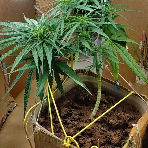 Kerala Gold growlog photo: New lights!
Total wattage increased from 80w to 100w..
2 new T-LEDs installed☺️...uniform light distribution, easy placement..