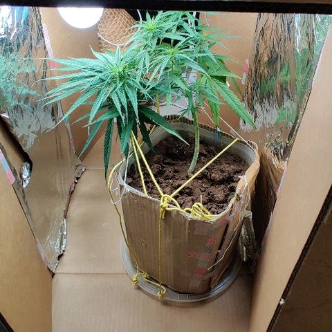 Kerala Gold growlog photo: New lights!
Total wattage increased from 80w to 100w..
2 new T-LEDs installed☺️...uniform light distribution, easy placement..