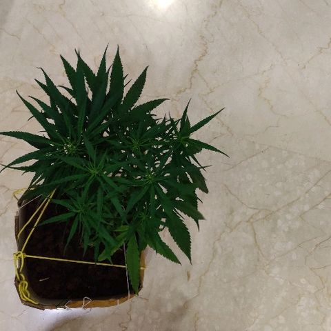Kerala Gold growlog photo: New T-LED lights 30w each installed...this is how I look before going to sleep..