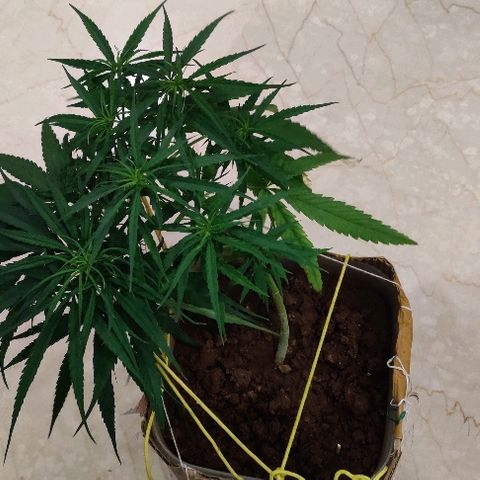 Kerala Gold growlog photo: New T-LED lights 30w each installed...this is how I look before going to sleep..
