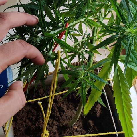 Kerala Gold growlog photo: LST done post feeding in the morning.
Bringing the new branches towards the centre of the pot, so that an equally distributed canopy can be achieved....#tip: always pull down the most vigorous branches first!