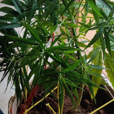Kerala Gold growlog photo: LST done post feeding in the morning.
Bringing the new branches towards the centre of the pot, so that an equally distributed canopy can be achieved....#tip: always pull down the most vigorous branches first!