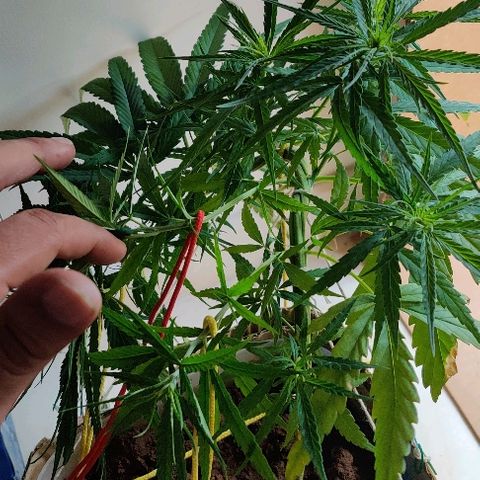 Kerala Gold growlog photo: LST done post feeding in the morning.
Bringing the new branches towards the centre of the pot, so that an equally distributed canopy can be achieved....#tip: always pull down the most vigorous branches first!