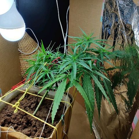 Kerala Gold growlog photo: LST is working great to keep the height in check....focussing the lights on to the new growth sites...it's important to make em big in this stage!