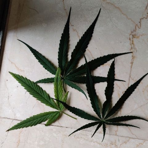 Kerala Gold growlog photo: Defoliation - removing the bottom leaves which weren't getting the light..