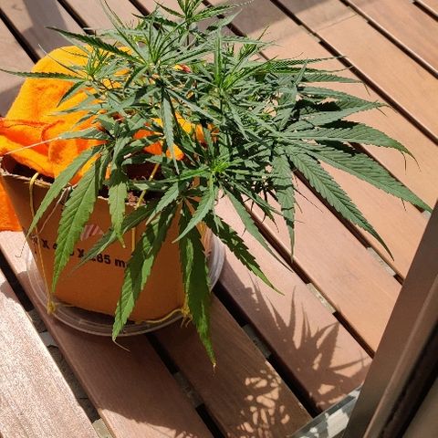 Kerala Gold growlog photo: Defoliation - removing the bottom leaves which weren't getting the light..
