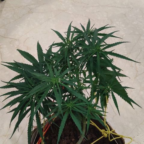 Kerala Gold growlog photo: Good night guys!