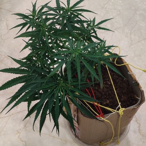 Kerala Gold growlog photo: Good night guys!