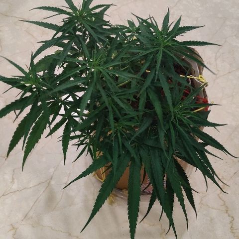 Kerala Gold growlog photo: Good night guys!