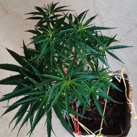 Kerala Gold growlog photo: Good morning ☀️