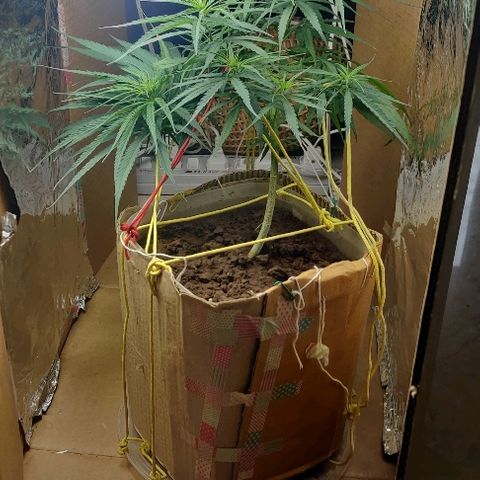 Kerala Gold growlog photo: Good morning ☀️