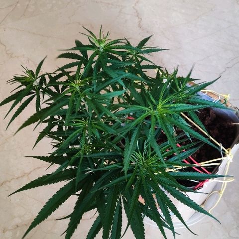 Kerala Gold growlog photo: Good morning ☀️