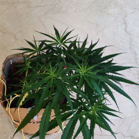 Kerala Gold growlog photo: Good morning ☀️