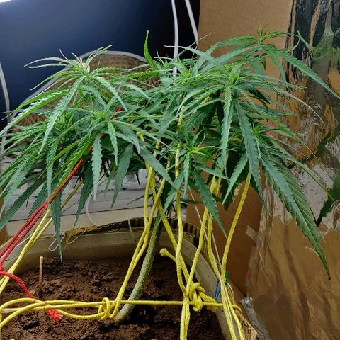 Kerala Gold growlog photo: Keeping the height under check, with LST!