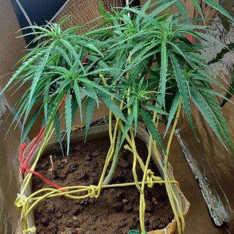 Kerala Gold growlog photo: Keeping the height under check, with LST!
