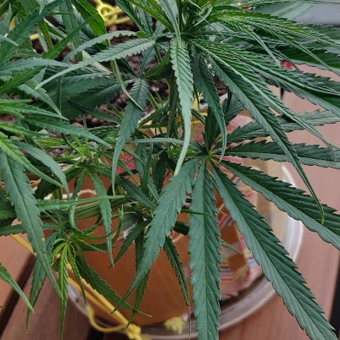 Kerala Gold growlog photo: Defoliation - two 9-finger leaves trimmed, to open up space for the new branches!