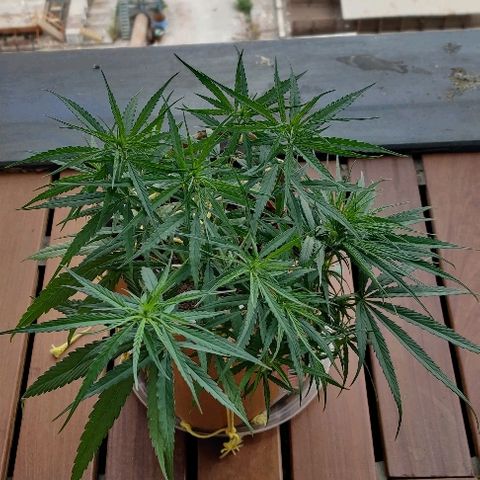 Kerala Gold growlog photo: LST is working...the canopy continues to grow wider and WILDER!