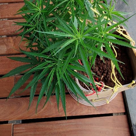 Kerala Gold growlog photo: LST is working...the canopy continues to grow wider and WILDER!