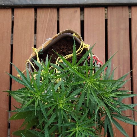 Kerala Gold growlog photo: LST is working...the canopy continues to grow wider and WILDER!
