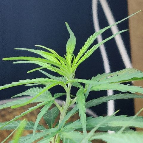 Kerala Gold growlog photo: LST is working...the canopy continues to grow wider and WILDER!