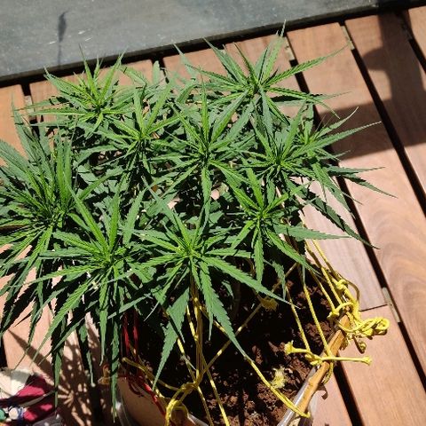 Kerala Gold growlog photo: Hello, I am back!
The canopy is all evened out, thanks to the LST strings....the bud sites are shaping up really well....trying to move the canopy inwards, for more efficient space utilisation.