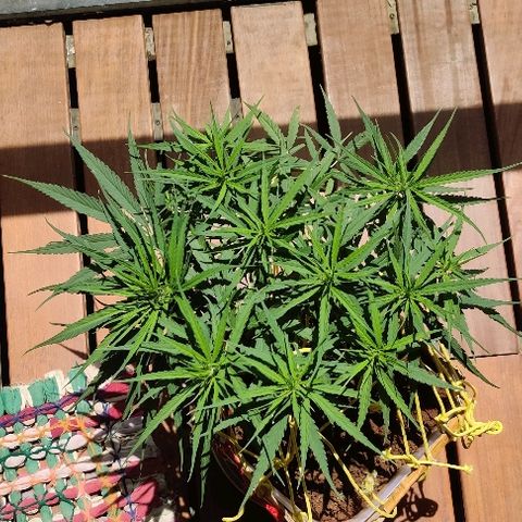 Kerala Gold growlog photo: Hello, I am back!
The canopy is all evened out, thanks to the LST strings....the bud sites are shaping up really well....trying to move the canopy inwards, for more efficient space utilisation.