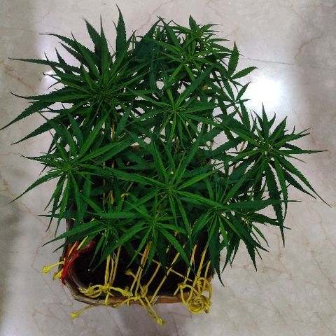 Kerala Gold growlog timeline photo