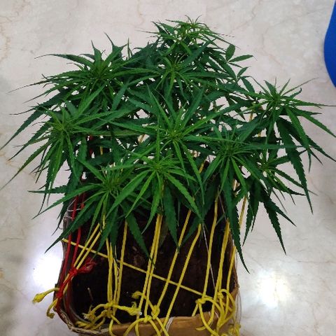 Kerala Gold growlog timeline photo
