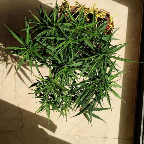 Kerala Gold growlog photo: Exposing the new bud sites by slight defoliation. Total bud sites now 15....OMFG 15 colas!