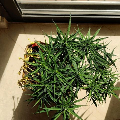 Kerala Gold growlog photo: Exposing the new bud sites by slight defoliation. Total bud sites now 15....OMFG 15 colas!