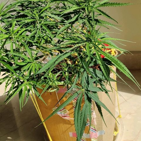 Kerala Gold growlog photo: Exposing the new bud sites by slight defoliation. Total bud sites now 15....OMFG 15 colas!