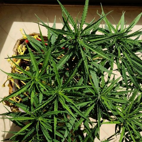 Kerala Gold growlog photo: Exposing the new bud sites by slight defoliation. Total bud sites now 15....OMFG 15 colas!