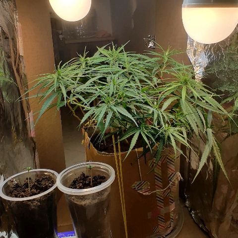 Kerala Gold growlog photo: The family grows!