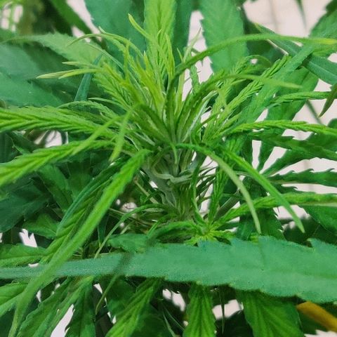 Kerala Gold growlog photo: Flowering close-ups!