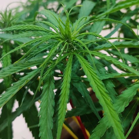 Kerala Gold growlog photo: Flowering close-ups!