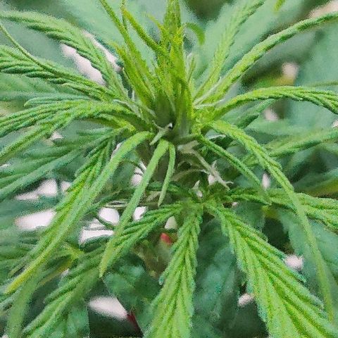 Kerala Gold growlog timeline photo